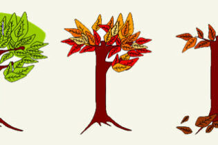 ใบไม้เปลี่ยนสี