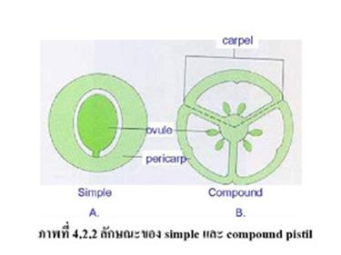 โครงสร้างของดอก