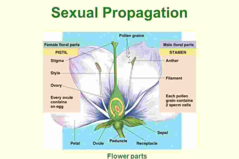 sexual Propagation-ชีววิทยา ชีววิทยา
