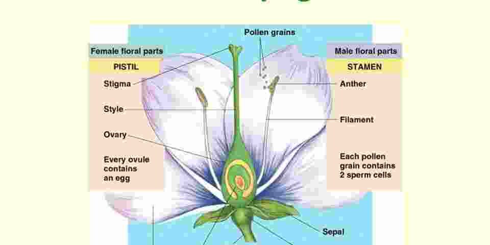 ชีววิทยา