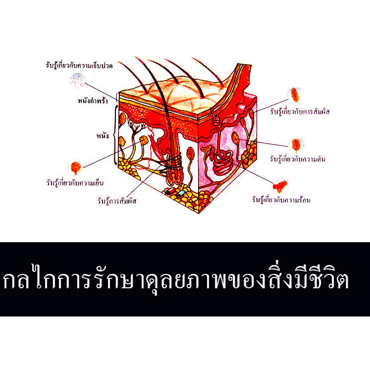กลไกการรักษาดุลยภาพของสิ่งมีชีวิต