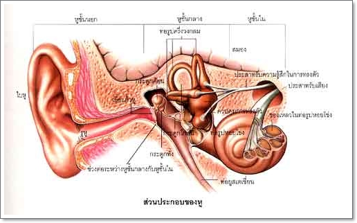 หูของคนเรากับความมหัศจรรย์ของอวัยวะนี้