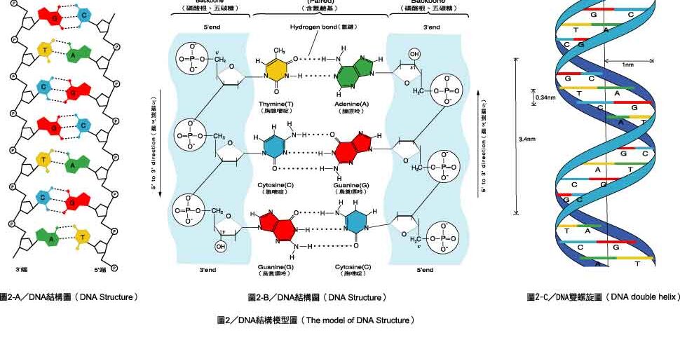เคมีที่เป็นพื้นฐานของชีวิต
