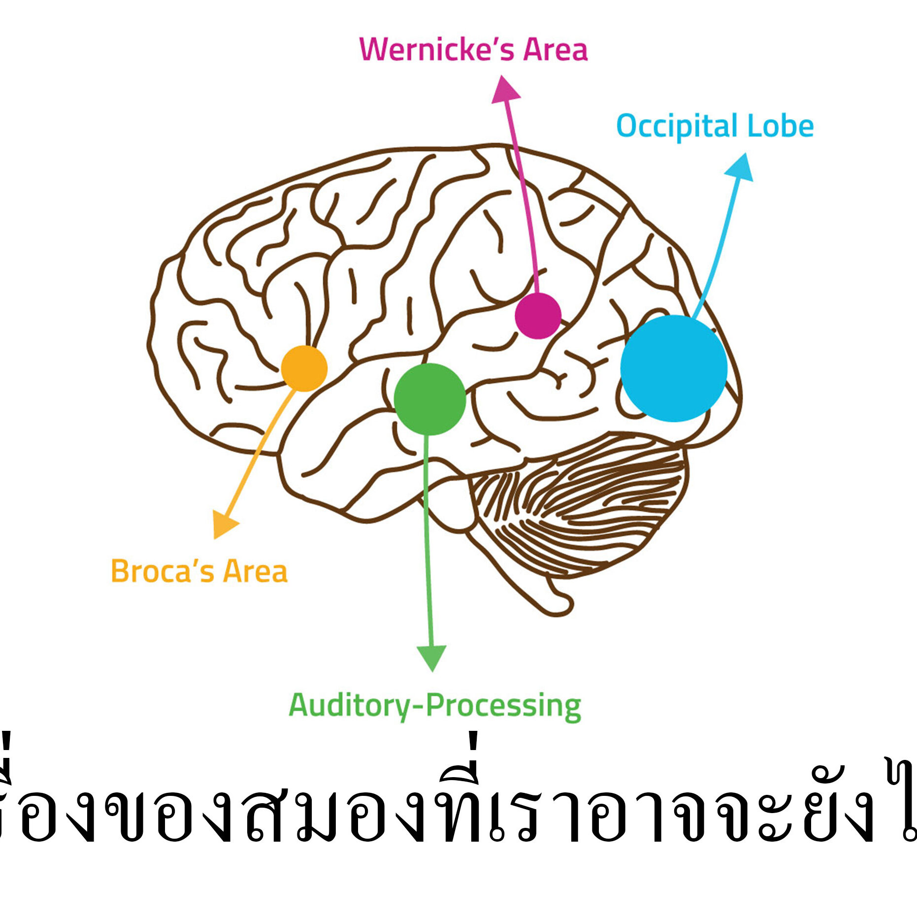 เรื่องของสมองที่เราอาจจะยังไม่รู้