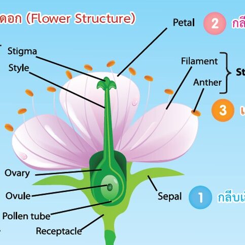 โครงสร้างของพืชดอก และ ชนิดของดอก