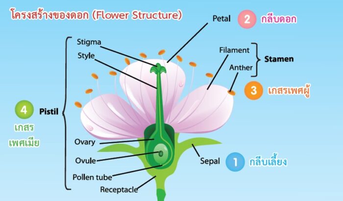 โครงสร้างของพืชดอก และ ชนิดของดอก โครงสร้างของพืชดอก และ ชนิดของดอก