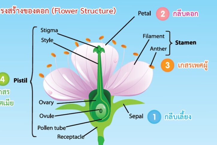 โครงสร้างของพืชดอก และ ชนิดของดอก โครงสร้างของพืชดอก และ ชนิดของดอก
