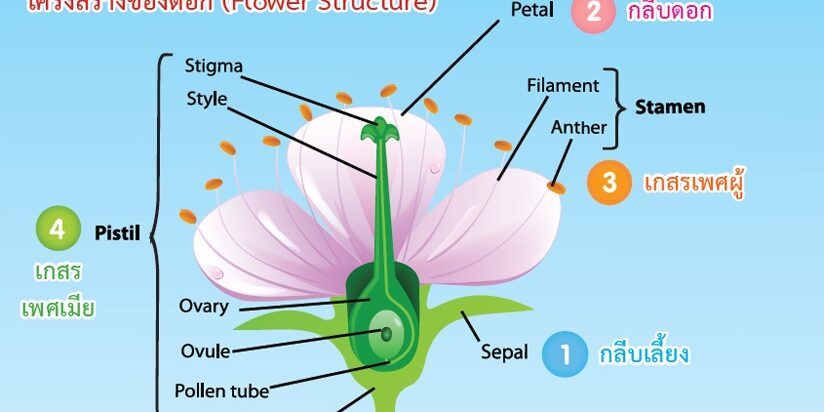 โครงสร้างของพืชดอก และ ชนิดของดอก โครงสร้างของพืชดอก และ ชนิดของดอก