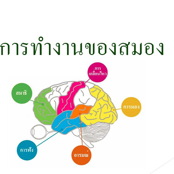 การทำงานของสมอง