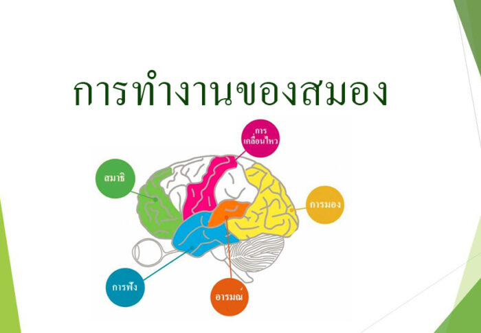 การทำงานของสมอง