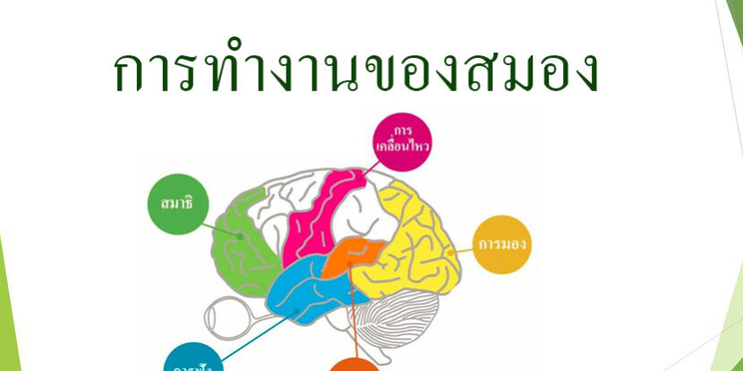การทำงานของสมอง