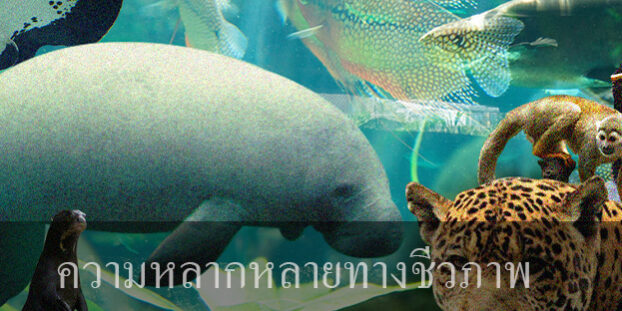 ความหลากหลายทางชีวภาพ