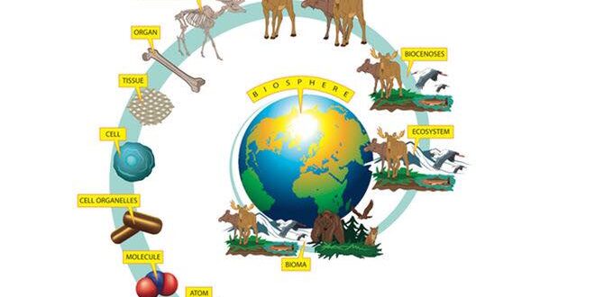 ภาพรวมของการศึกษาชีววิทยาจากเล็กไปหาใหญ่