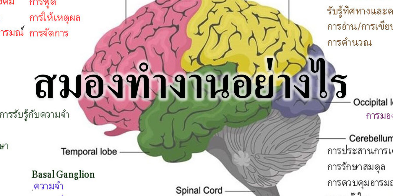 สมองทำงานอย่างไร