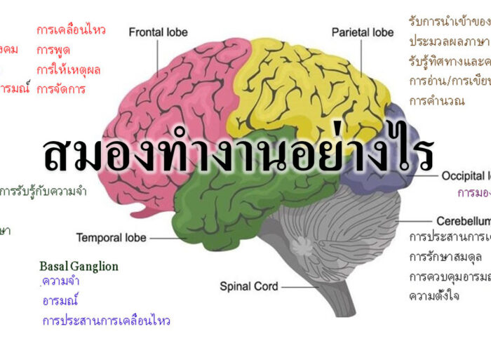 สมองทำงานอย่างไร สมองทำงานอย่างไร