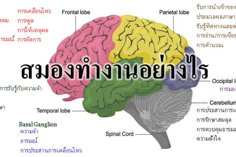 สมองทำงานอย่างไร สมองทำงานอย่างไร