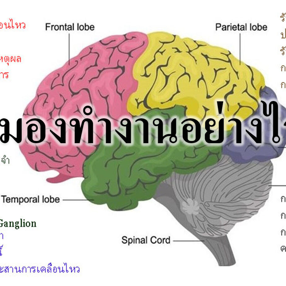 สมองทำงานอย่างไร สมองทำงานอย่างไร
