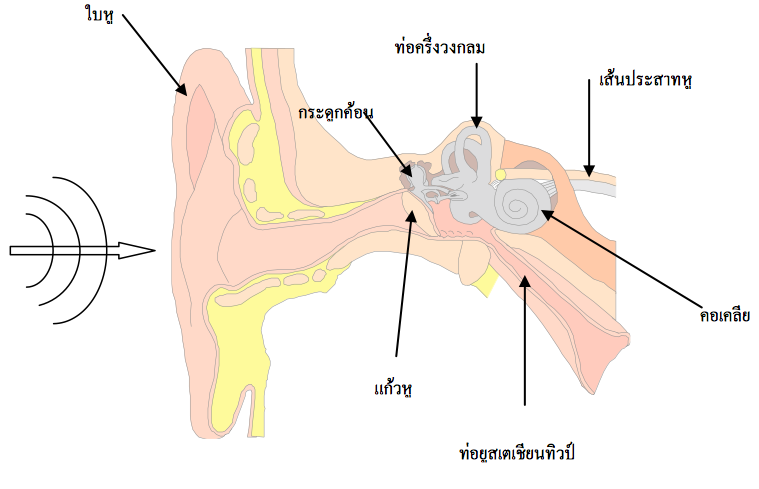 ธรรมชาติของเสียง

เสียงเกิดจากการสั่นของวัตถุ

เสียงเป็นพลังงานรูปหน่ึงท่ีทำให้ประสาทหูเกิดความรู้สึกได้

การเคล่ือนท่ีของเสียงจากตัวก่อกาเนิดเสียงต้องอาศัยตัวกลางในการถ่ายโอนพลังงานการสั่นของตัวก่อกำเนิดเสียงนั้น

ไปยังสิ่งต่าง ๆ

การเกิดคล่ืนเสียงเคล่ือนท่ีจากที่หน่ึงไปยังอีกท่ีหน่ึงได้จะต้องประกอบไปด้วย 

1. มีแหล่งกำเนิดเสียง

2. มีการสั่นของแหล่งกำเนิดเสียง

3. มีตัวกลางให้คล่ืนเสียงเคล่ือนท่ีผ่าน 




การเคลื่อนที่ของคลื่นเสียง

เสียงต้องอาศัยตัวกลางในการเคลื่อนที่ ลักษณะทั่วๆไปของเสียงเป็นดังน้ี

1. เสียงเกิดจากการสั่นสะเทือนของวัตถุมีผลใหอนุภาคของตัวกลางที่เสียงเคล่ือนที่ผ่านเกิดการสั่นในลักษณะของการอัดและขยายไปถึงหูจึงเกิดการได้ยิน

2.เสียงเป็นคลื่นเพราะมีคุณสมบัติของคลื่นครบถ้วนคือมีการสะท้อนการหักเหการแทรกสอด และการเล้ียวเบน

3. เสียงเป็นคล่ืนตามยาว เพราะอนุภาคของตัวกลางสั่นในทิศทางเดียวกับทิศทางของการเคลื่อนท่ีของคลื่น

4. ช่วงอัดเป็นช่วงท่ีเกิดจากการที่โมเลกุลของอากาศอัดตัวกันทำให้บริเวณนั้น เป็นช่วงที่มีความดันสูงกว่าปกติ

5. ช่วงขยายเป็นช่วงท่ีเกิดจากการท่ีโมเลกุลของอากาศแยกห่างจากกันทำให้บริเวณนั้นเป็นช่วงที่มีความดันต่ำกว่าปกติ

ความเข้มเสียงและการได้ยิน

ความเข้มเสียง

แหล่งกำเนิดท่ีมีช่วงกว้างของการสั่น (amplitude) กว้างมากจะเกิดเสียงดังกว่าเสียงที่มีamplitudeน้อย ในทางวิทยาศาสตร์ เรียกความดังของเสียงว่า ความเข้มของเสียง การวัดความเข้มของเสียงวัดได้จากพลังงานของเสียงท่ีตกตั้งฉากบน 1 หน่วยพ้ืนท่ีใน 1 หน่วยเวลา มีหน่วยเป็นวัตต์ต่อตารางเมตร ( Watt/m2 ) และหาได้จากสมการดังต่อไปน้ี

เม่ือ I คือ ความเข้มของเสียงที่จุดใดจุดหน่ึง ( Watt/m2 )

 P คือ กำลังของเสียงจากแหล่งกาเนิด ( Watt )

R คือ ระยะระหว่างแหล่งกำเนิดเสียงกับจุดท่ีพิจารณา ( m ) 

A คือ พ้ืนท่ีของเสียงที่ตกตั้งฉากกับแหล่งกำเนิด
S คือ จุดกำเนิดคลื่นเสียงที่มีหน้าคลื่นเป็นรูปทรงกลม

พ้ืนที่ ที่เสียงตกตั้งฉากก็คือ พ้ืนท่ีผิวทรงกลม ซ่ึงมีพ้ืนที่ = 


 


ความเข้มเสียงสูงสุดท่ีมนุษย์ได้ยิน (เสียงดัง) 1 watt/m2 

ความเข้มเสียงต่ำสุดที่มนุษยได้ยิน (เสียงเบา) 10-12 watt/m2 

ระดับความเข้มของเสียง

          เม่ือหาอัตราส่วนระหว่างความเข้มเสียงท่ีดังที่สุดท่ีมนุษย์ทนฟังได้กับความเข้มเสียงเบาที่สุดท่ีมนุษย์ได้ยิน มีค่ามากถึง1012
ดังนั้นเพ่ือความสะดวกในทางปฏิบัติจึงนิยมใช้ระดับความเข้มเสียงเป็นปริมาณที่บอกความดังของเสียงแทนความเข้มเสียง และเป็นเกียรติแก่ อเลกซานเดอร์ เกรแฮม เบล ระดับความเข้มของเสียงและมีหน่วย เรียกว่า เบล แต่เนื่องจากเบลเป็นหน่วยท่ีใหญ่เกินไป  ไม่สามารถบอกความละเอียดที่จะบอกค่าความดังของเสียงต่างๆ ได้จึงแบ่งเป็นหน่วยย่อยลงไปเรียกว่า เดซิเบล(dB) 



           มนุษย์สามารถได้ยินเสียงท่ีมีความดังท่ีระดับความเข้มของเสียงตั้งแต่ 0 – 120 เดซิเบล เสียงที่ดังมากเกินไปอาจทำให้หูหนวกได้ เช่น เสียงฟ้าผ่าใกล้ๆ ตัวที่มีค่าความดังเกิน 120 dB เป็นต้น เสียงท่ีมีความดังไม่มาก แต่ได้ยินเป็นเวลานานหลายชั่วโมง   ก็อาจเป็นอันตรายได้ เช่น เสียงเคร่ืองจักรในโรงงานอุตสาหกรรม (มลภาวะทางเสียง ) องค์การอนามัยโลกจึงกำหนดว่า             เสียงที่ปลอดภัยต้องมีความเข้มไม่เกิน 85 dB เม่ือต้องได้ยินติดต่อกันวันละ 8 ชั่วโมงข้ึนไป เสียงที่ดังไม่ถึงขั้นเป็นอันตรายกับหู     แต่อาจมีผลกระทบทางด้านจิตใจได้ เช่น ทำให้เกิดความเครียด ไม่มีสมาธิ เป็นต้น 




เราสามารถหาระดบัความเขม้ของเสียงไดด้งัน้ี
เมื่อ     คือระดับความเข้มของเสียงที่จุดพิจารณา (dB,เดซิเบล)

            I คือ ความเข้มของเสียงขณะใดขณะหน่ึงที่จุดพิจารณา ( watt/m2 ) 

            I0 คือความเข้มของเสียงต่ำสุดท่ีมนุษย์ได้ยิน =10-12watt/m2

              


 ตารางแสดงระดับความเข้มเสียงจากแหล่งกำเนิดต่างๆ

มลภาวะของเสียง 





        เมื่อเราอยู่ใกล้บริเวณที่กำลังมีการตอกเสาเข็ม หรือมีการขุดเจาะถนนดว้ยเครื่องเจาะหรือบริเวณโรงงานอุตสาหกรรมท่ีมีเคร่ืองจักรขนาดใหญ่หรือแม้แต่ในบริเวณสนามบินเสียงท่ีเกิดข้ึนในบริเวณเหล่าน้ีจะเป็นเสียงท่ีมีระดับความเข้มเสียงสูงถ้าหูรับฟังเสียงเหล่าน้ีติดต่อกันนานๆ จะทำให้สภาพหูและสภาพจิตใจของผู้ฟังผิดปกติได้ ดังนั้นผู้ที่ทำงานในบริเวณท่ีมีระดับความเข้มสูงจึงต้องมีจุกอุด หูหรือท่ีครอบหูหรือวัสดุเก็บเสียงอื่นๆเพ่ือช่วยลดระดับความเข้มเสียงให้หูปลอดภัย

           เน่ืองจากเสียงที่มีระดัับความเข้มเสียงสูงเป็นอันตรายต่อผู้ฟังที่อยู่ใกล้กระทรวงมหาดไทยจึงได้ออกประกาศเก่ียวกับความปลอดภัยในการทำงานในบริเวณที่มีเสียงดังโดยมีเกณฑ์ ดังแสดงในตาราง

ตาราง ประกาศกระทรวงมหาดไทย เรื่องความปลอดภัยเก่ียวกับเสียง

              เสียงที่มีระดับความเข้มเสียงสูง และเสียงที่ทำความราคาญแก่หูผู้ฟัง คือ มลภาวะของเสียง การปรับปรุงหรือแก้ไขแหล่งกำเนิดเสียงใหม่กำลังเสียงลดลง จะทำให้ระดับความเข้มของเสียงลดลงด้วย จึงจัดเป็นการลดมลภาวะของเสียงวิธีหน่ึง ในกรณีที่เราไม่สามารถแก้ไขความดังของเสียงที่แหล่งกำเนิดเสียงได้ การป้องกันโดยวิธีอื่นๆ เช่น การใช้จุกอุดหู หรือท่ีครอบหู หรือการติดตั้งวัสดุเก็บเสียง จะสามารถช่วยลดมลภาวะ      ของเสียงได้ 

หูกับการได้ยิน




หูเป็นอวัยวะสําคัญในการรับเสียงแบ่งออกเป็น 3 ส่วนคือ

1. หูส่วนนอก ( external ear ) ประกอบด้วยใบหู รูหูหรือช่องหู จนถึงแก้วหูทำหน้าที่รับเสียงจากภายนอก คล่ืนเสียงเดินทางไปทาง   รูหูโดยมีช่องหูทำหน้าท่ีรวมเสียงไปสู่แก้วหู

2. หูส่วนกลาง ( middle ear ) อยู่ถัดจากแก้วหูเข้าไปมีลักษณะเป็นโพรงอากาศภายในมีกระดูก 3 ชิ้น ได้แก่ กระดูกค้อนอยู่ชิดแนบกับแก้วหู กระดูกโกลนมีฐานวางปิดช่องที่ต่อไปยังหูชั้นใน และกระดูกทั่งทำหน้าท่ีส่งต่อแรงสั่นสะเทือนของเสียงไปยังหูส่วนใน และหูส่วนกลาง นอกจากน้ียังทำหน้าท่ีปรับความดันอากาศภายในให้เท่ากับความดันอากาศภายนอก โดยอาศัยท่อที่ติดต่อกับโพรงอากาศ หากความดันไม่เท่ากันจะทาให้หูอ้ือได้ยินเสียงไม่ชัดเจน

3. หูส่วนใน ( inner ear ) ประกอบด้วยส่วนสๆคัญ 2 ส่วน
               ส่วนแรก คือคอเคลีย(cochlea) เป็นท่อขดคล้ายรูปหอยโข่งภายในมีของเหลวมีเซลล์รับความสั่นสะเทือนของของเหลวภายในคอเคลีย ทำหน้าที่รับคลื่นเสียงและแปลงเป็นคลื่นไฟฟ้า ไปตามประสาทได้ยินไป ยังสมองเพื่อรับรู้การได้ยินและแปลความหมายโดยสมอง

              ส่วนที่สอง คือ ท่อคร่ึงวงกลม 3 ท่อ ตั้งฉากซ่ึงกันและกันทำหน้าท่ีรับการทรงตัวของร่างกายและการเคลื่อนไหวของศีรษะ

 





	



คุณภาพเสียง





คุณภาพของเสียง (Quality) หมายถึงความไพเราะของเสียงข้ึนอยู่กับจำนวนโอเวอร์โทนของเสียง ถ้าจำนวนโอเวอร์โทนมากเสียงจะนุ่มนวลถ้าจำนวนโอเวอร์โทนน้อยความนุ่มนวลของเสียงจะน้อยลง

เสียงดนตรี

เสียงดนตรีเป็นจะเป็นเสียงที่น่าฟังหรือไม่ต้องประกอบด้วยสิ่งต่อไปน้ี 

- ระดับเสียง ข้ึนอยู่กับความถี่ ความถ่ีสูงเสียงจะแหลมความถ่ีต่ำเสียงจะทุ้ม

- ความดัง ข้ึนอยู่กับความเข้มของเสียงหรือแอมพลิจูด แอมพลิจูดมากเสียงจะดัง แอมพลิจูดน้อยจะมีเสียงค่อย

- คุณภาพของเสียง ข้ึนอยู่กับ ค่าความเข้มของเสียง(I) และความถ่ีของเสียง(f) คุณภาพของเสียง ทำให้เราแยกได้ว่าเสียงดังกล่าวมาจากเครื่องดนตรีชนิดใด 