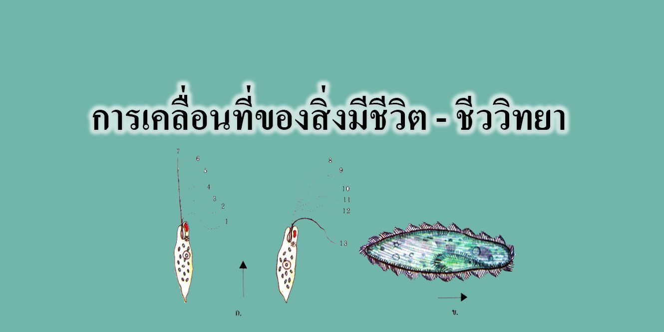 การเคลื่อนที่ของสิ่งมีชีวิต – ชีววิทยา