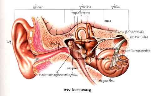 เสียงกับการได้ยิน ฟิสิกส์ ม.ปลาย