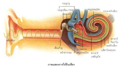 เสียงกับการได้ยิน ฟิสิกส์ ม.ปลาย