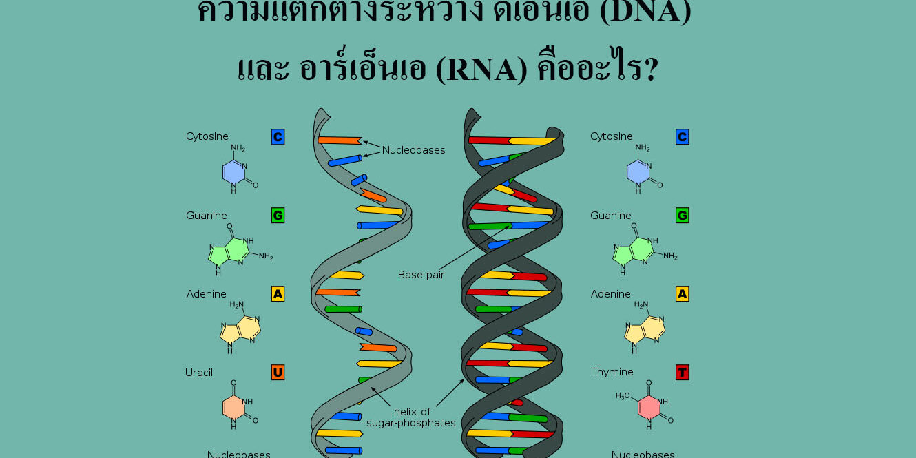 ความแตกต่างระหว่าง ดีเอ็นเอ (DNA) และ อาร์เอ็นเอ (RNA) คืออะไร?