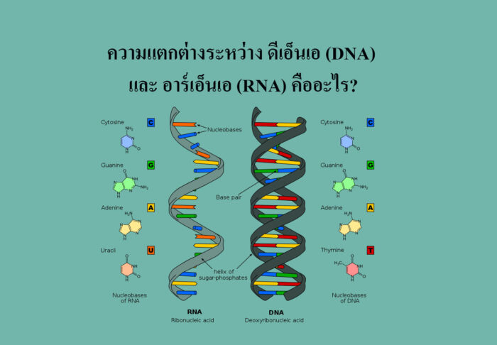 ความแตกต่างระหว่าง ดีเอ็นเอ (DNA) และ อาร์เอ็นเอ (RNA) คืออะไร?