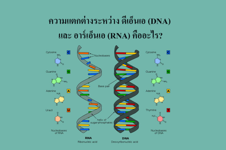 ความแตกต่างระหว่าง ดีเอ็นเอ (DNA) และ อาร์เอ็นเอ (RNA) คืออะไร ความแตกต่างระหว่าง ดีเอ็นเอ (DNA) และ อาร์เอ็นเอ (RNA) คืออะไร?