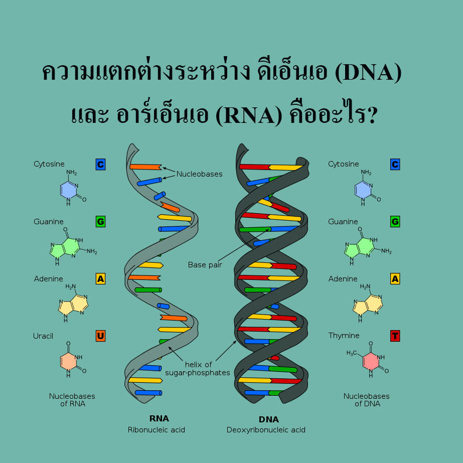 ความแตกต่างระหว่าง ดีเอ็นเอ (DNA) และ อาร์เอ็นเอ (RNA) คืออะไร ความแตกต่างระหว่าง ดีเอ็นเอ (DNA) และ อาร์เอ็นเอ (RNA) คืออะไร?