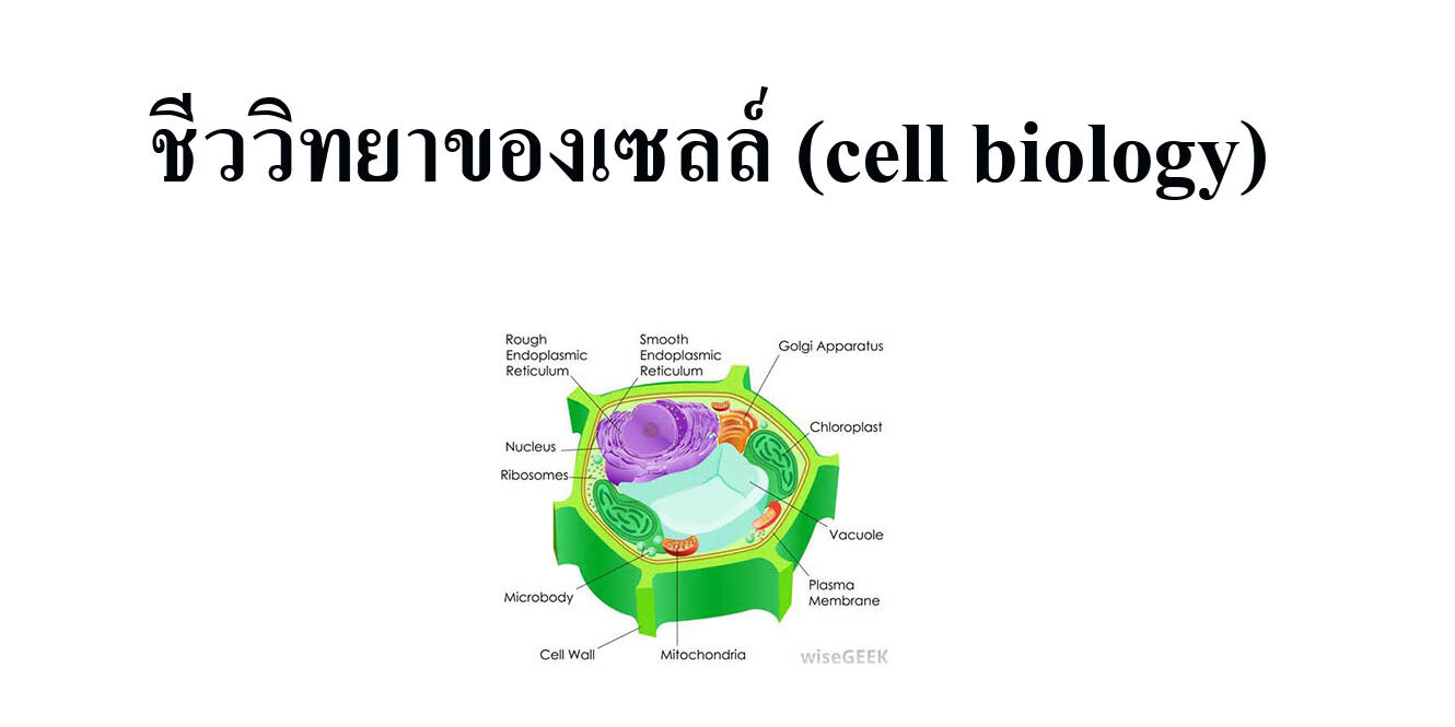 ชีววิทยาของเซลล์ (cell biology) ชีววิทยาของเซลล์ (cell biology)