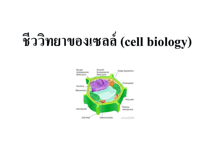 ชีววิทยาของเซลล์ (cell biology)