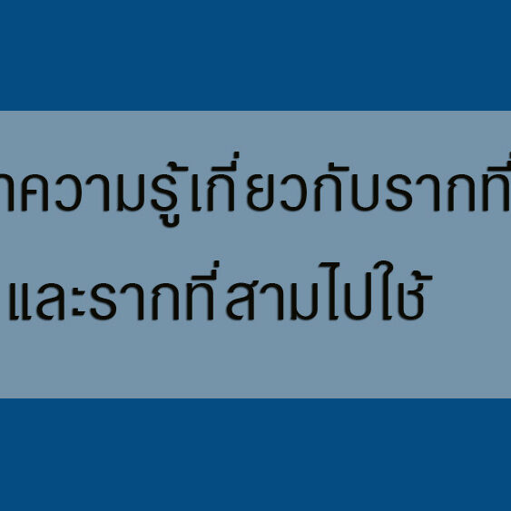การนำความรู้เกี่ยวกับรากที่สองและรากที่สามไปใช้