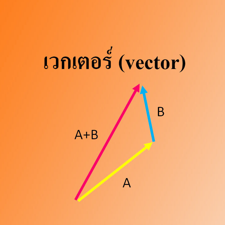 เวกเตอร์ (vector)