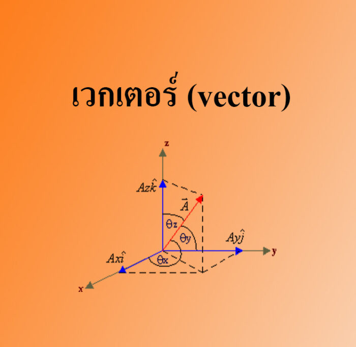 เวกเตอร์ (vector)